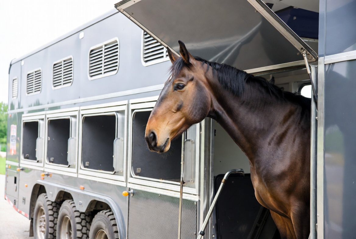 Carrosserie Ameline es su fábrica de furgonetas para transportar caballos