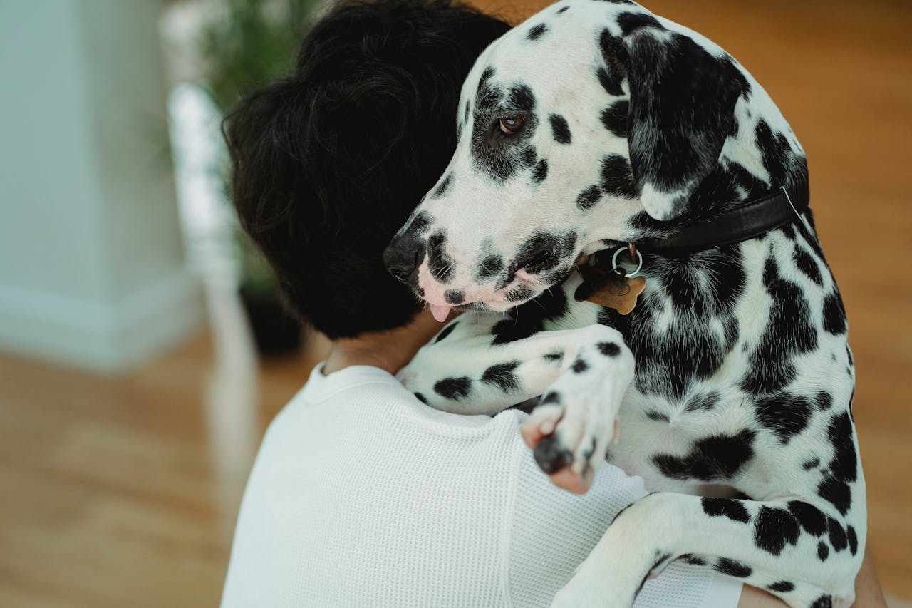 Chiens.top, le blog canin pour tout apprendre sur les chiens