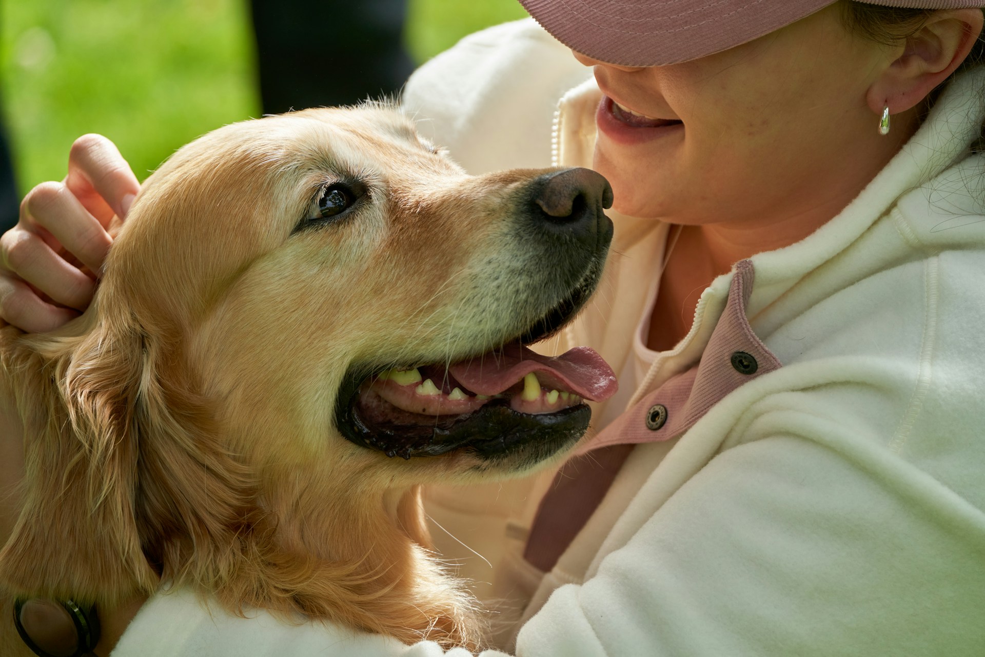 Chiens.guide, pour tous les passionnés de chiens